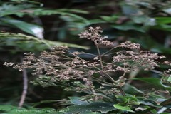 Hedyotis eualata var. agastyamalayana